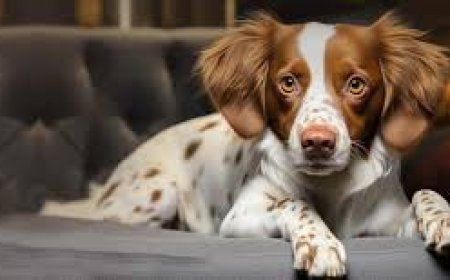 The Importance of Dermatology Pet Care