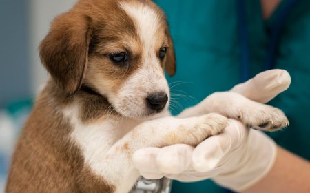 Essential Guide to Immediate Trauma Care for Pets: What Every Pet Owner Should Know