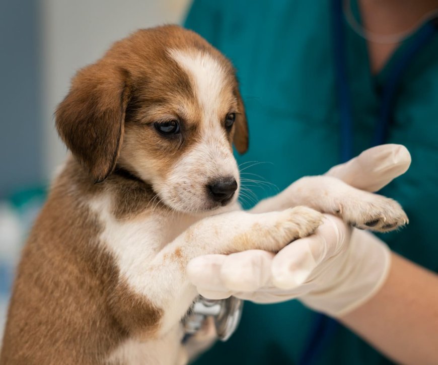 Essential Guide to Immediate Trauma Care for Pets: What Every Pet Owner Should Know