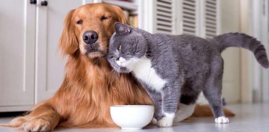 Why Quality Pet Wear Matters: Insights from a Leading Pet Clothing Store