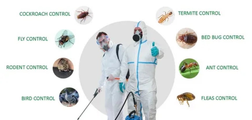 Exterminator Staten Island: The Hidden Cost of DIY Termite Control and Why Expert Help Matters