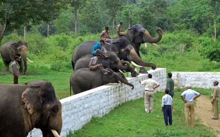 Know Everything About Dubare Elephant Camp Timings
