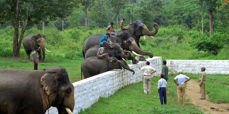 Know Everything About Dubare Elephant Camp Timings