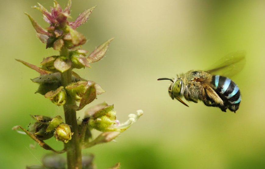 Is That a Bee or a Wasp? How to Tell the Difference Before Calling for Help